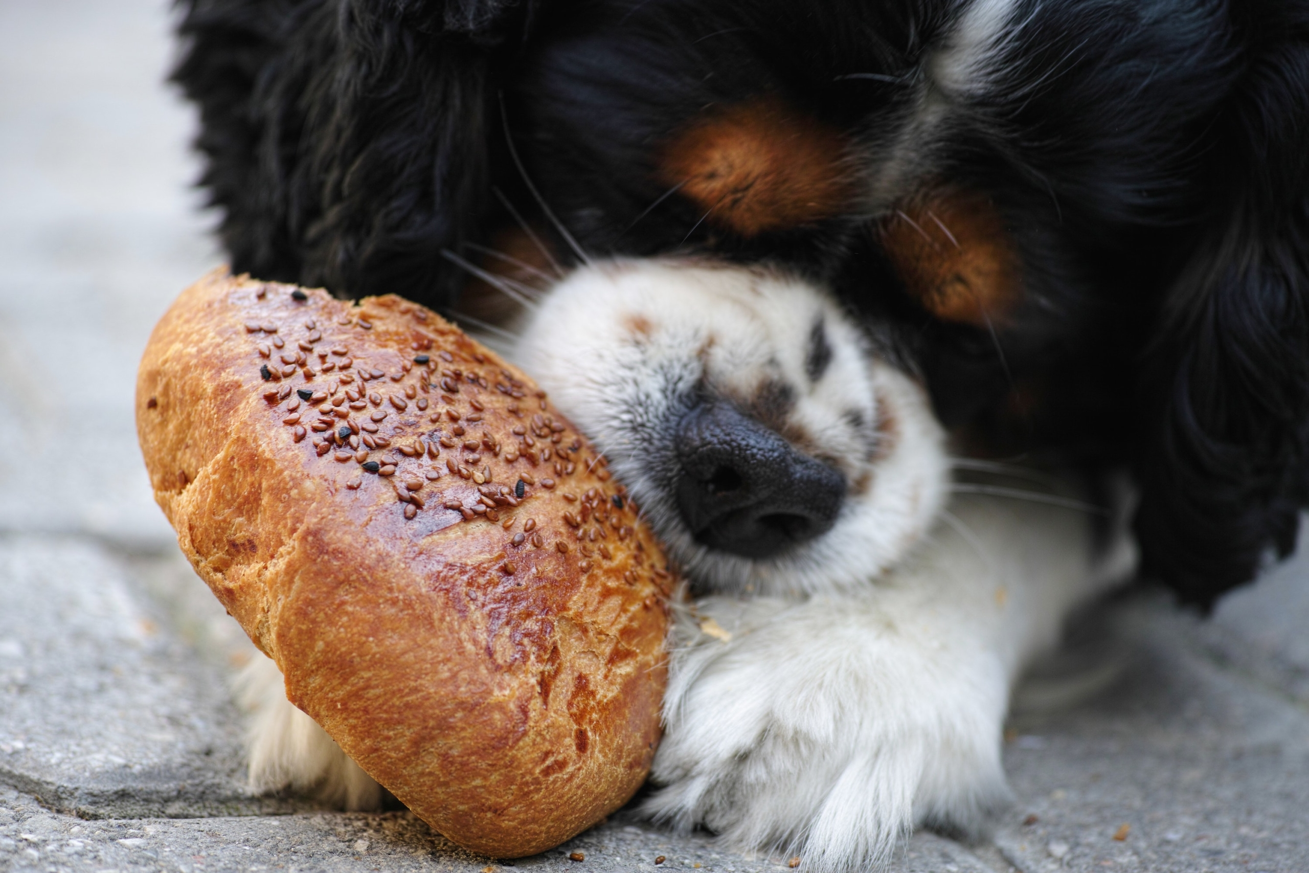 Can Dogs Eat Crumpets?