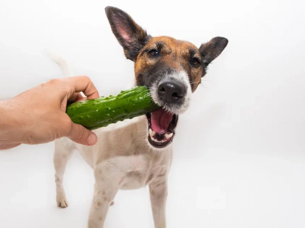 Can Dogs Eat Cucumbers?