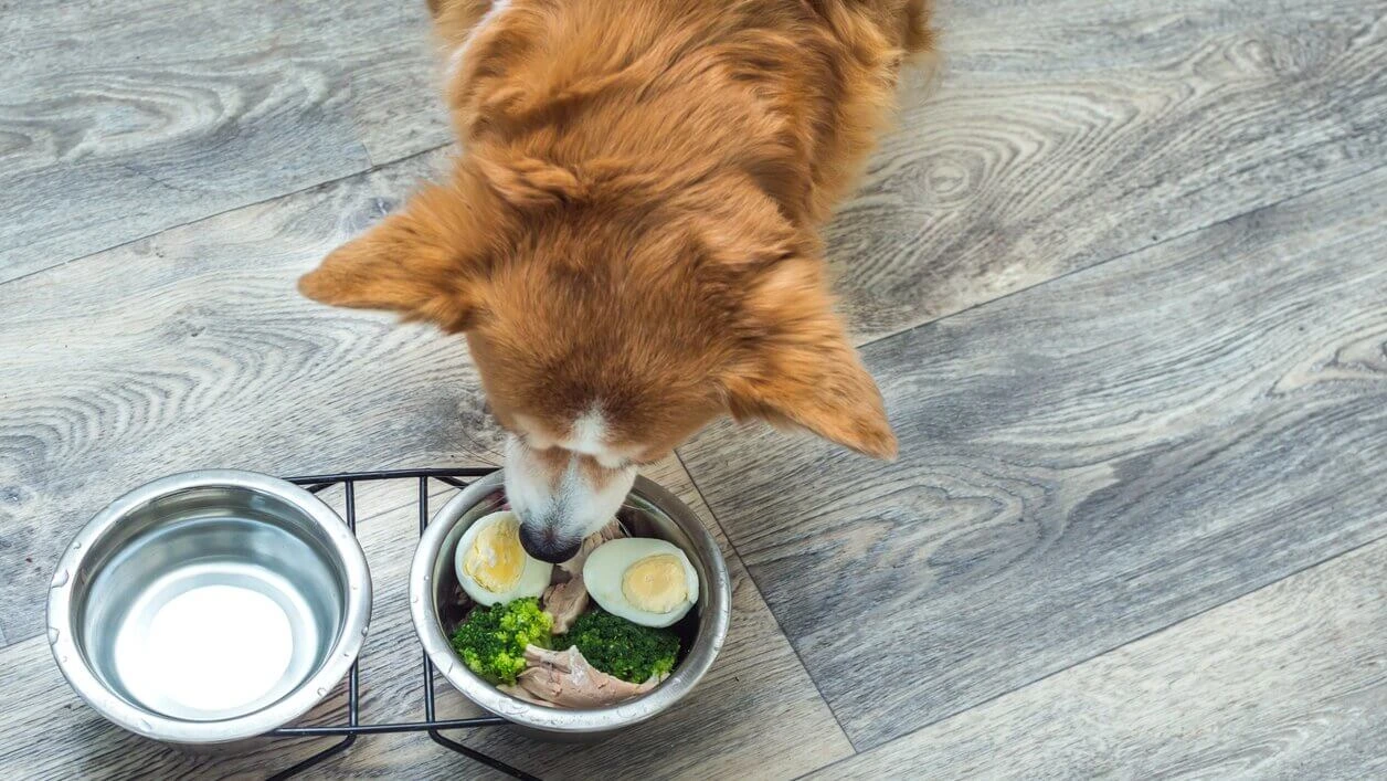 Can Dogs Eat Egg Yolk?