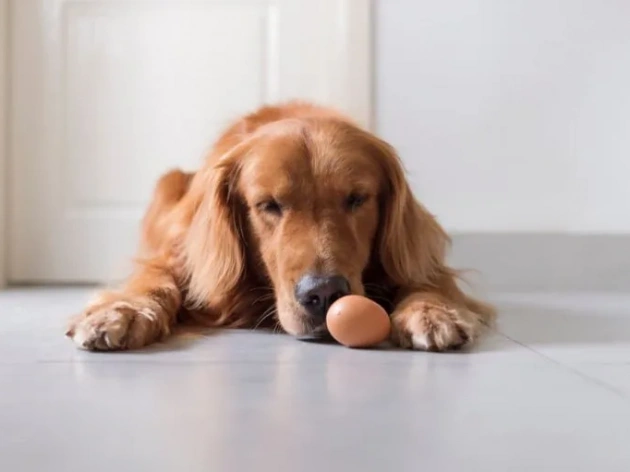 Can Dogs Eat Eggs? Everything You Need to Know