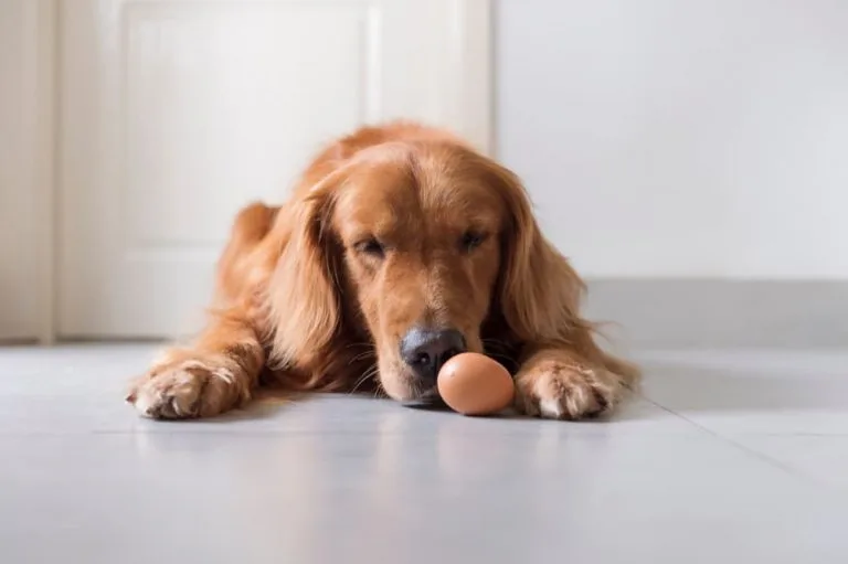 Can Dogs Eat Eggs? Everything You Need to Know