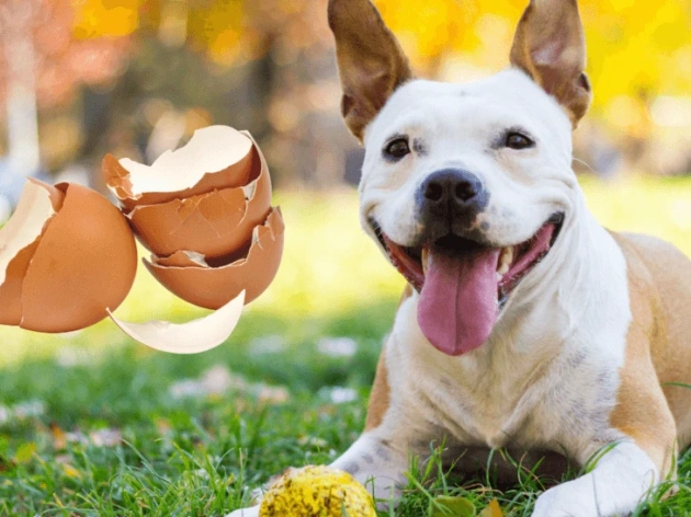 Can Dogs Eat Eggshells?