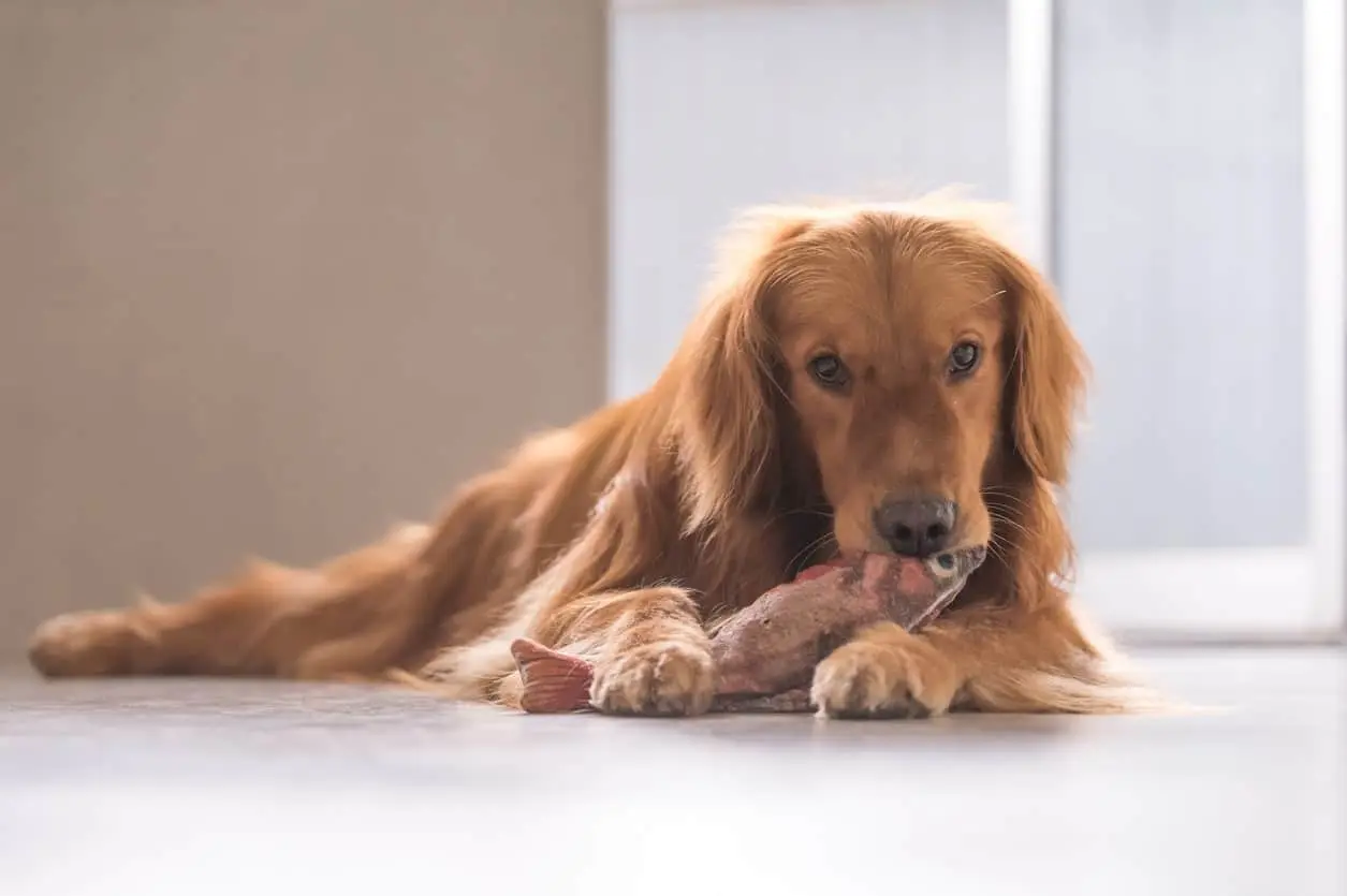 Can Dogs Eat Fish?