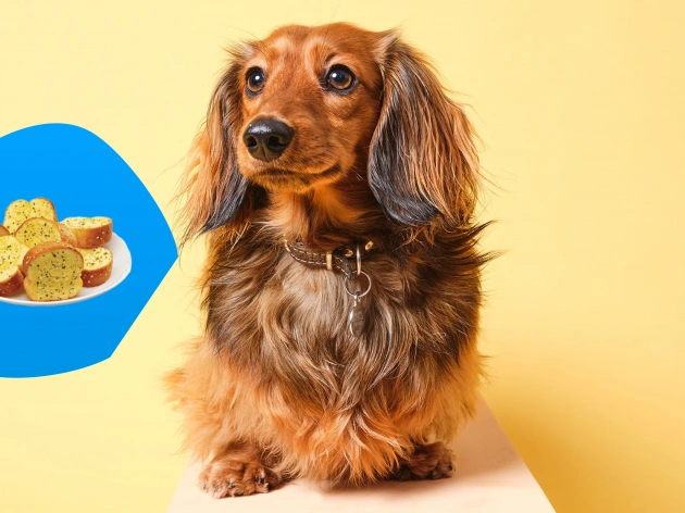 Can Dogs Eat Garlic Bread?