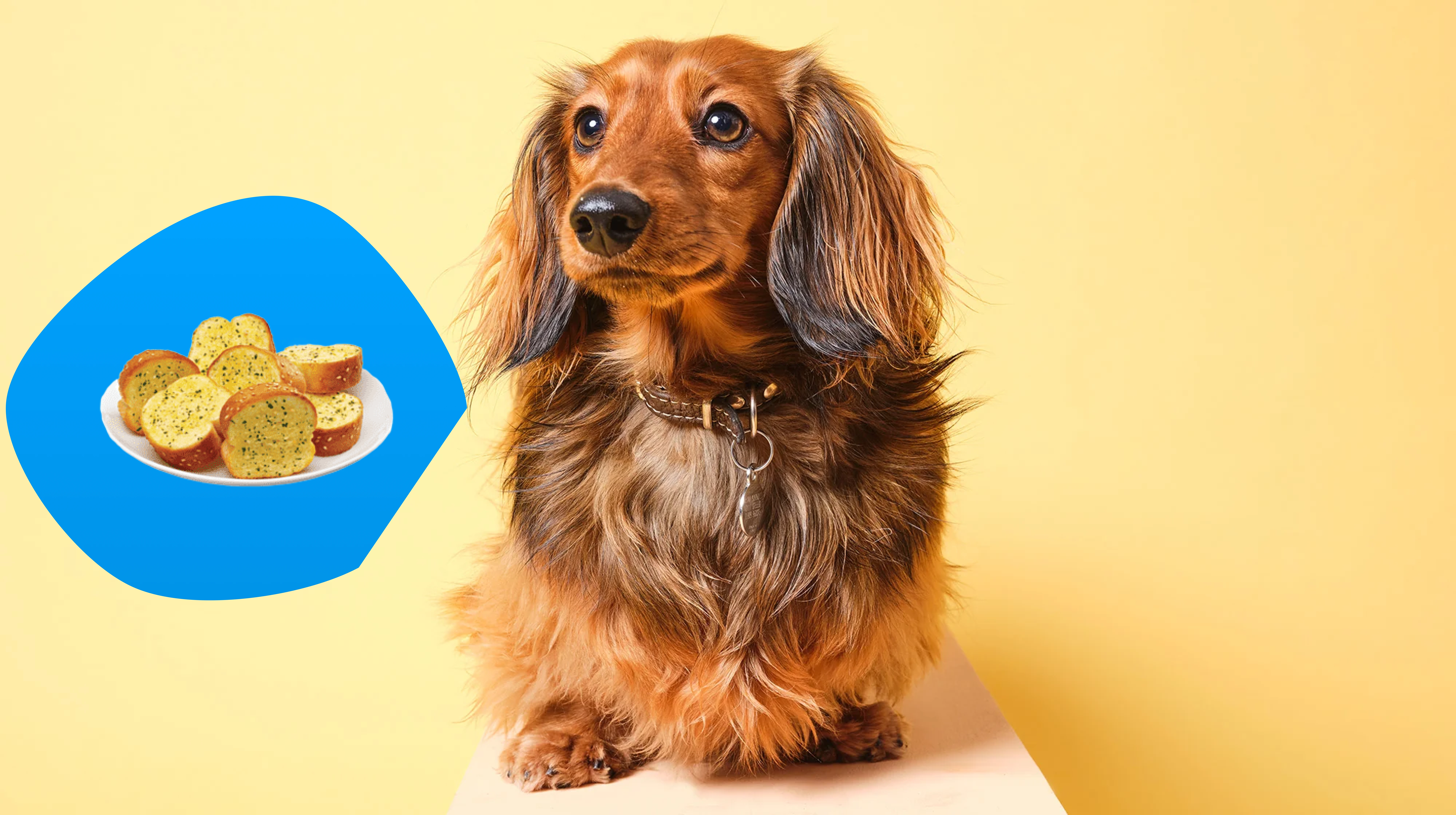 Can Dogs Eat Garlic Bread?