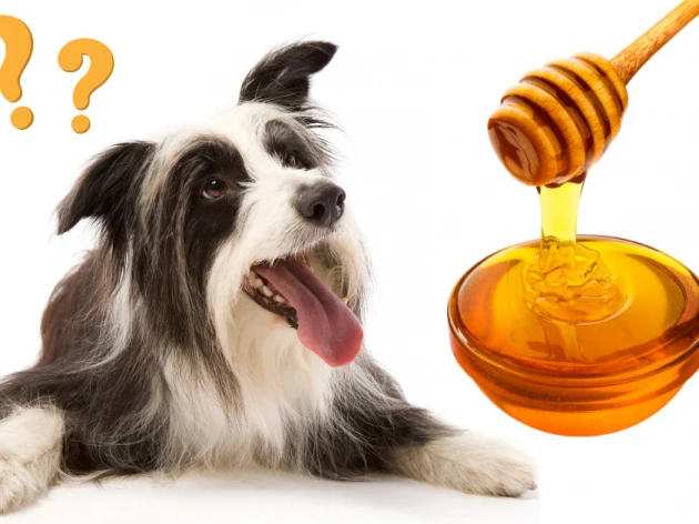 Can Dogs Eat Honey?