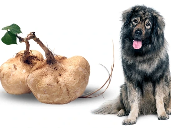 Can Dogs Eat Jicama?