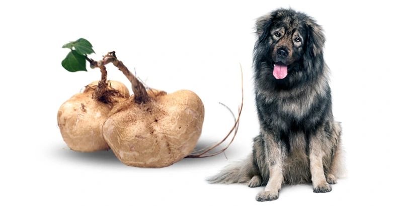Can Dogs Eat Jicama?