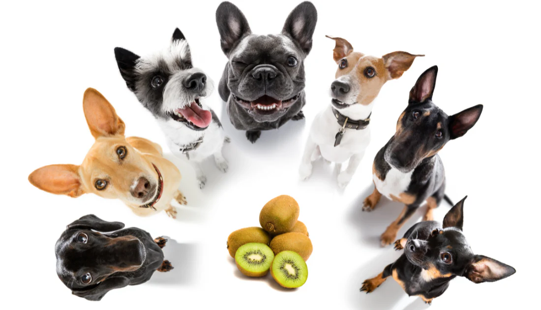 Can Dogs Eat Kiwi?