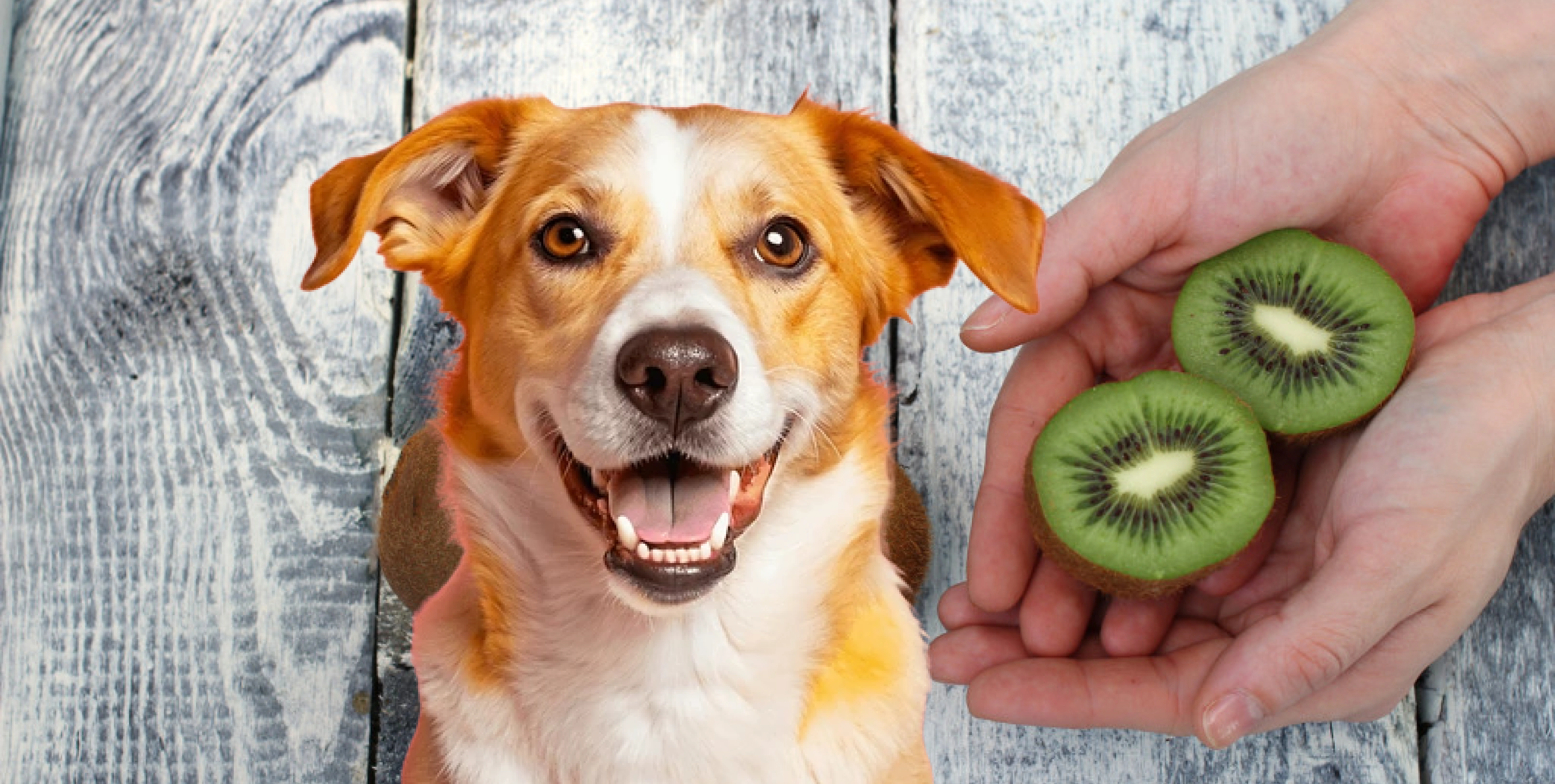 Can Dogs Eat Kiwi Fruit?