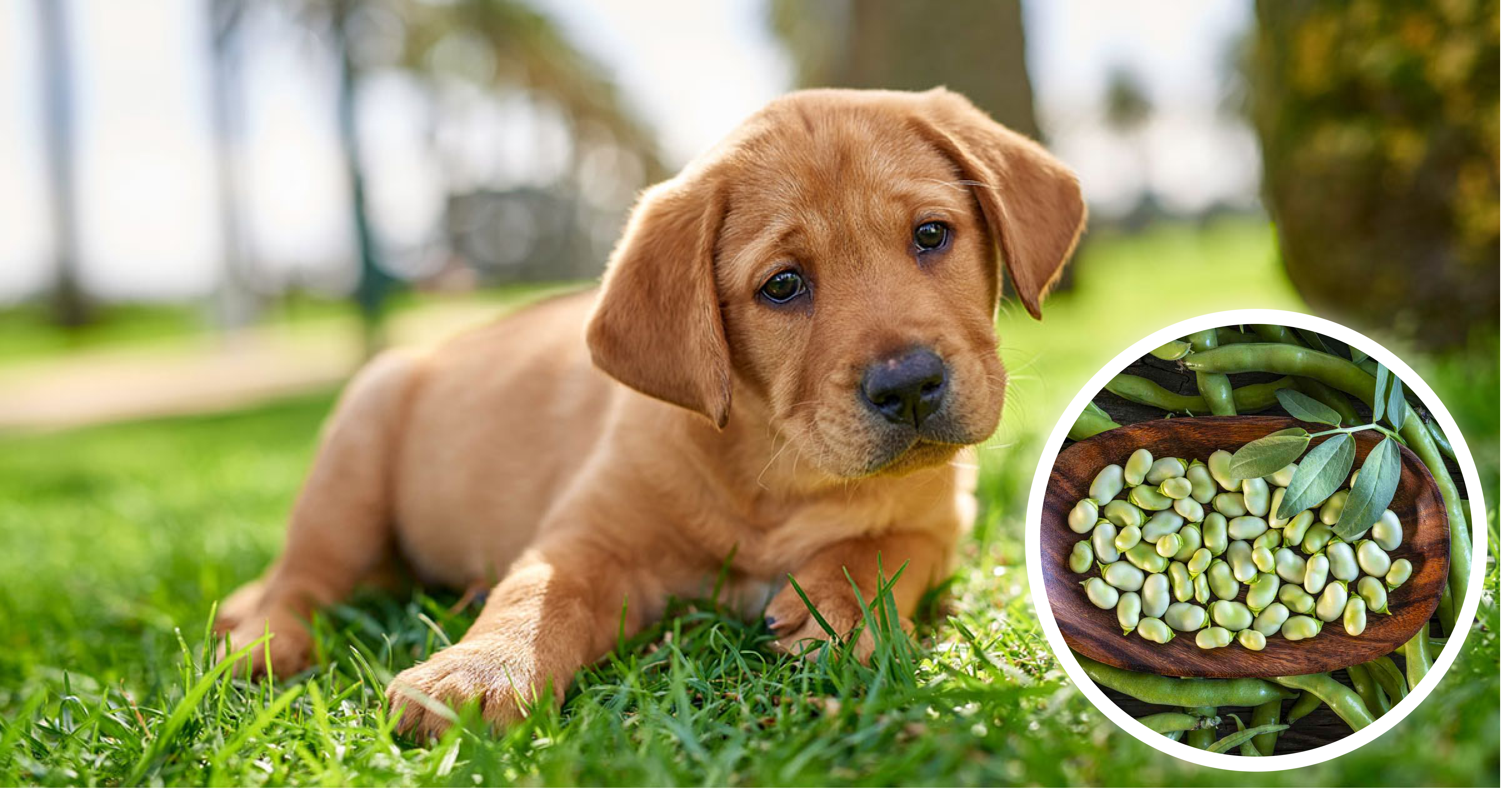 Can Dogs Eat Lima Beans?