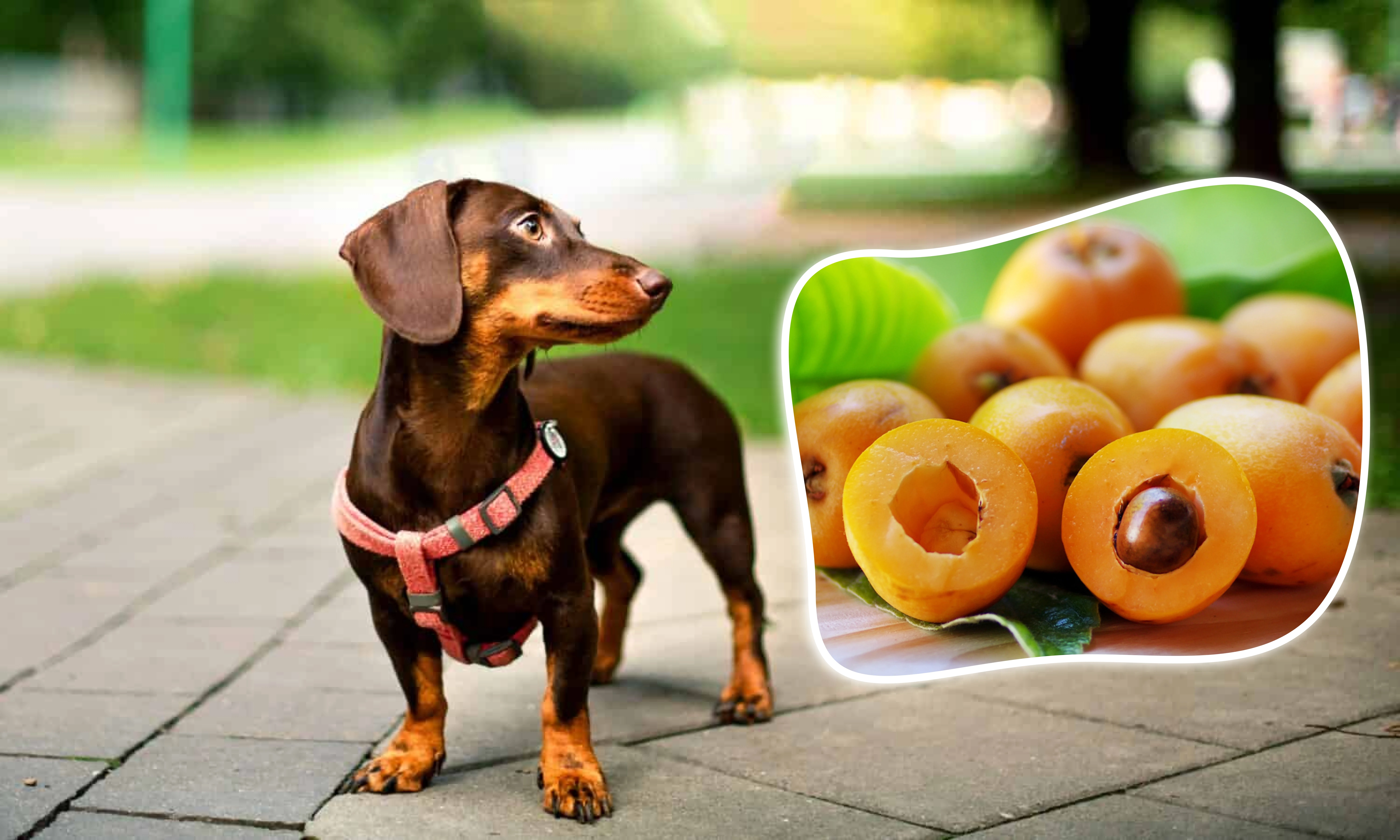 Can Dogs Eat Loquats?