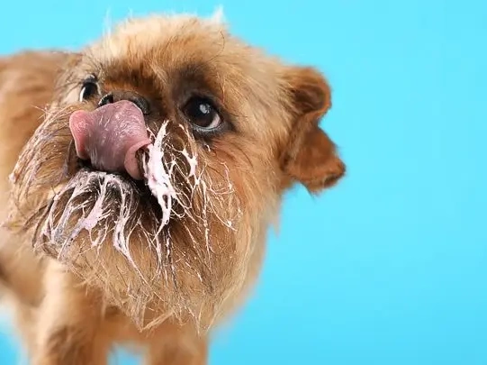 Can Dogs Eat Mayo?