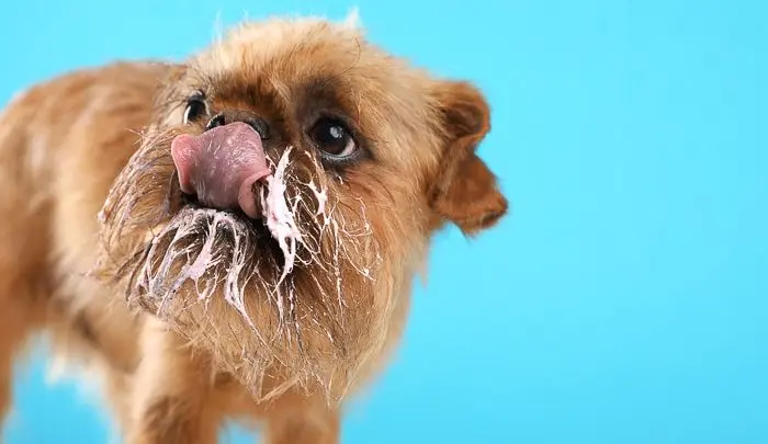 Can Dogs Eat Mayo?