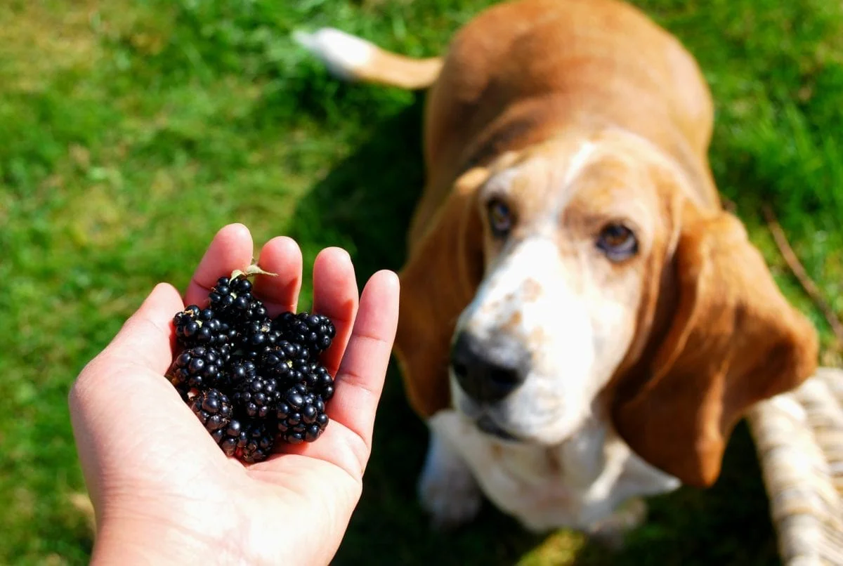 Can Dogs Eat Mulberries?