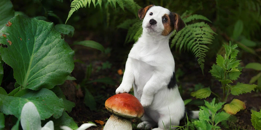 Can Dogs Eat Mushrooms?