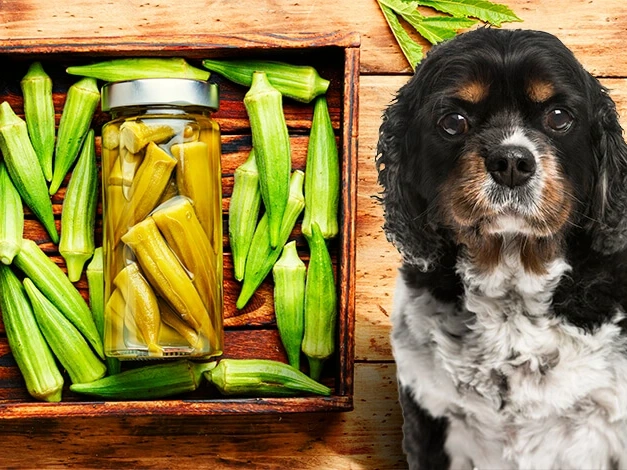 Can Dogs Eat Okra?