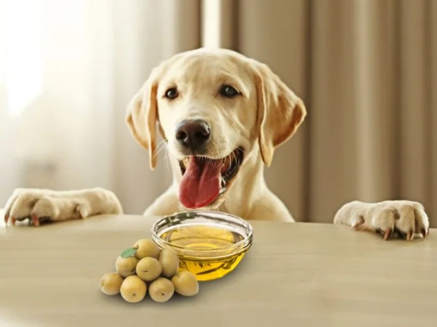 Can Dogs Eat Olives? What You Need to Know