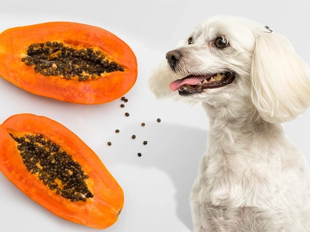 Can Dogs Eat Papaya?