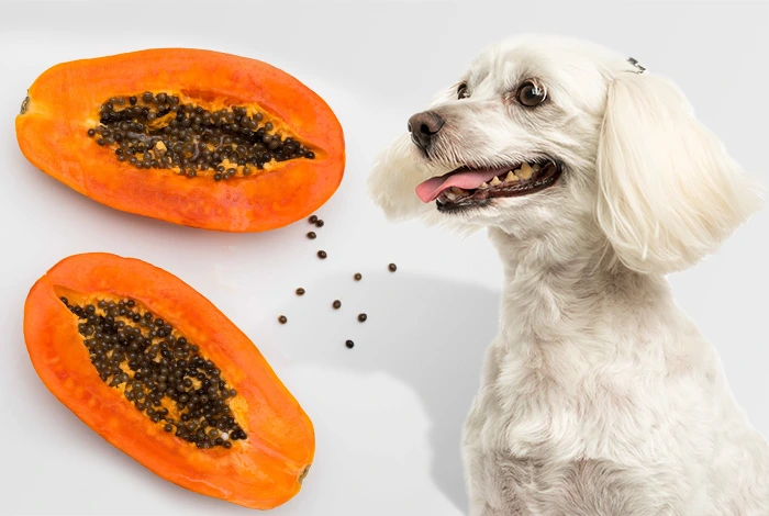 Can Dogs Eat Papaya?