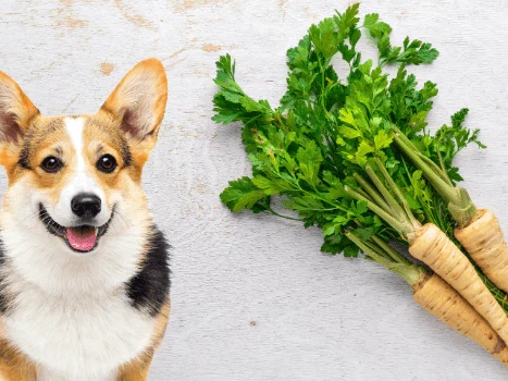 Can Dogs Eat Parsnips?