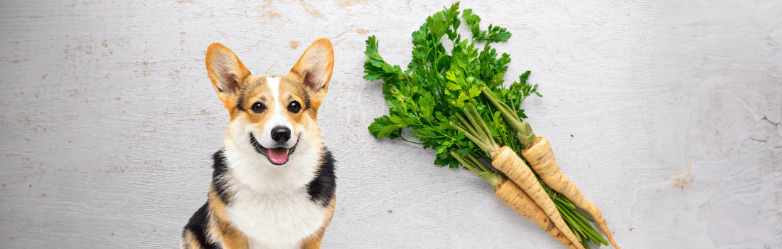 Can Dogs Eat Parsnips?