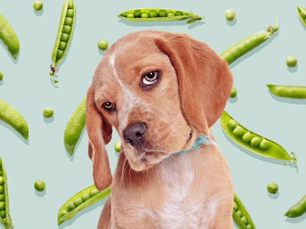 Can Dogs Eat Peas?
