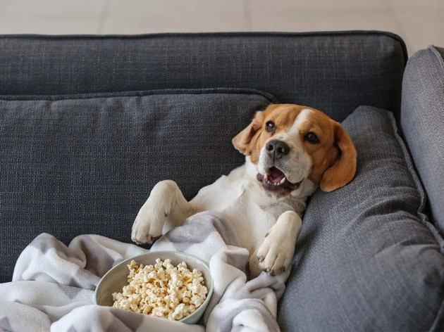 Can Dogs Eat Popcorn?