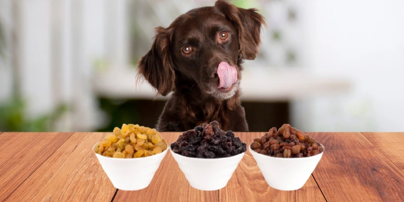 Can Dogs Eat Raisins?
