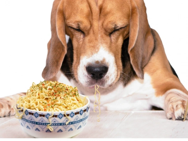 Can Dogs Eat Ramen Noodles?