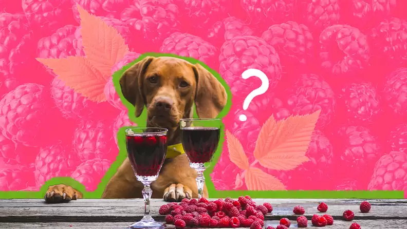 Can Dogs Eat Raspberries and Blackberries?