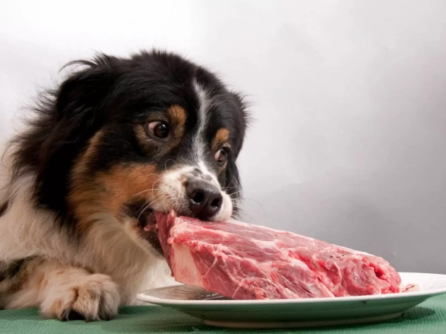 Can Dogs Eat Roast Beef?