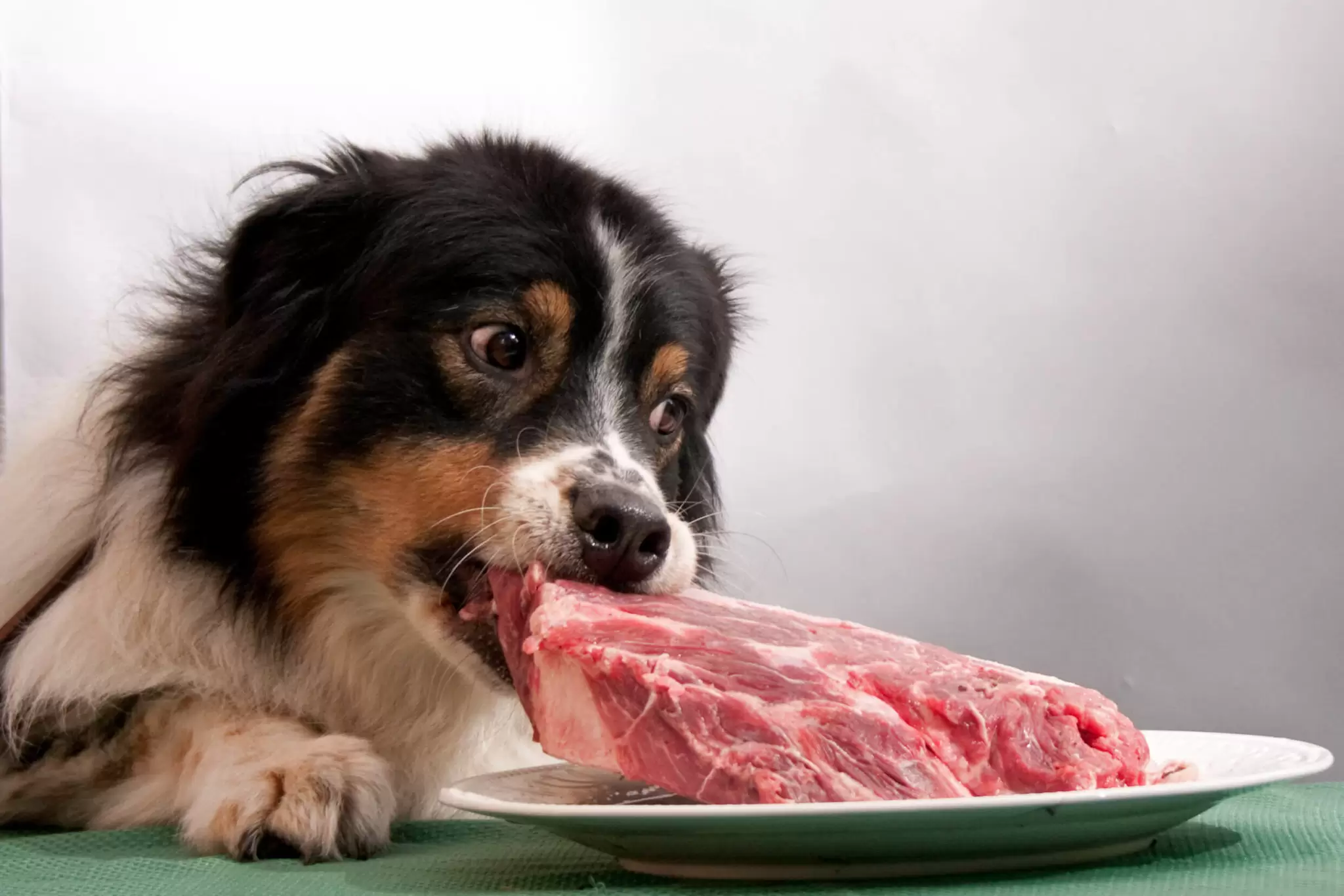 Can Dogs Eat Roast Beef?