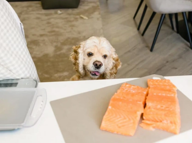 Can Dogs Eat Salmon?