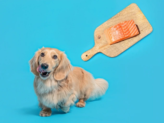 Can Dogs Eat Salmon Skin?