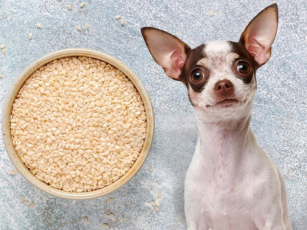 Can Dogs Eat Sesame Seeds?