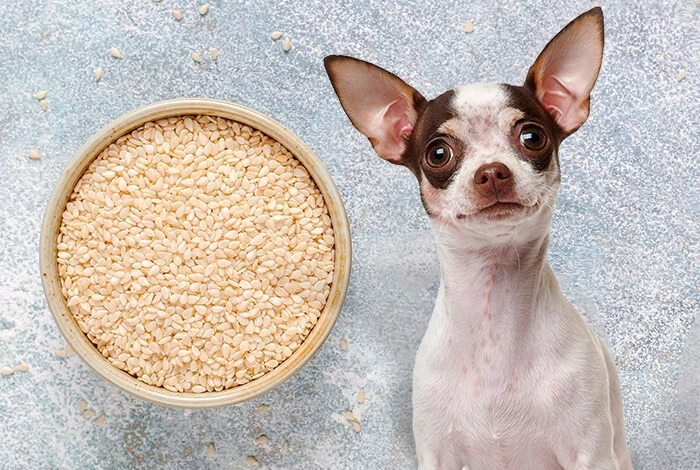 Can Dogs Eat Sesame Seeds?