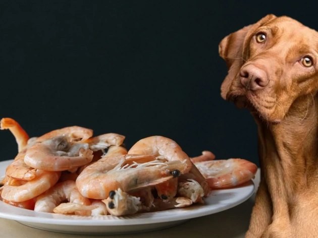 Can Dogs Eat Shrimp?