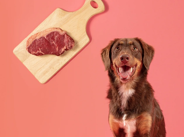 Can Dogs Eat Steak?