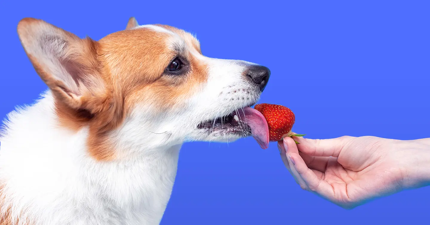 Can Dogs Eat Strawberries?