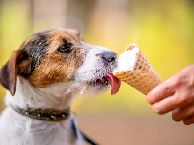 Can Dogs Eat Vanilla?