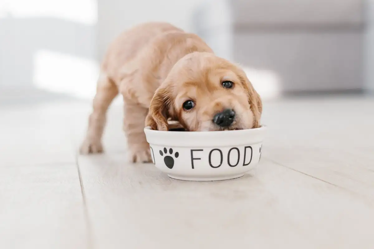 Can Dogs Eat Watercress?