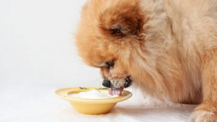 Can Dogs Eat Yogurt?
