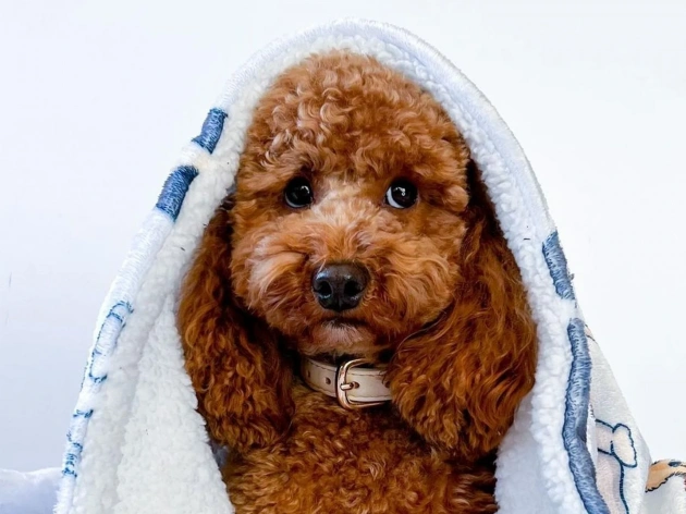 Can Dogs Get Colds?