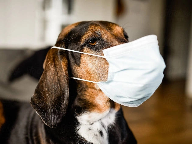 Can Dogs Get COVID-19 and Die?
