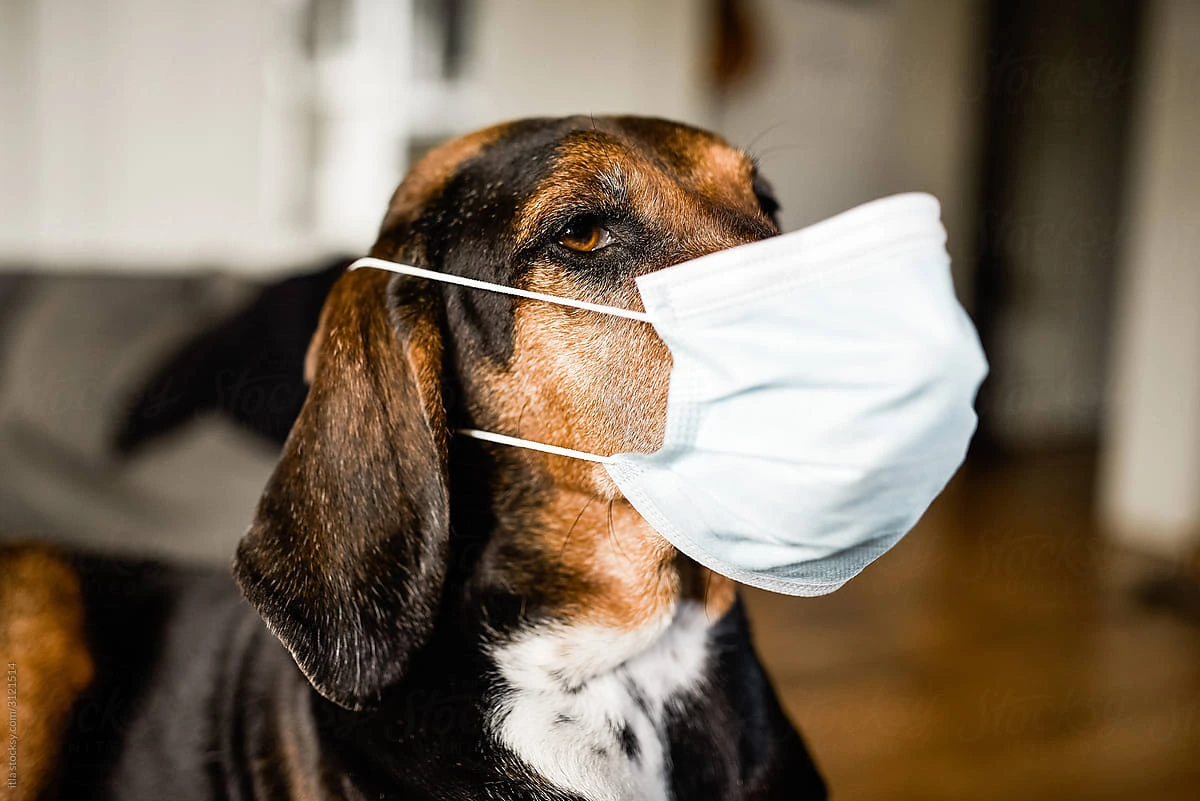 Can Dogs Get COVID-19 and Die?