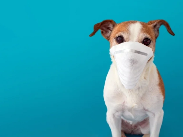 Can Dogs Get COVID?