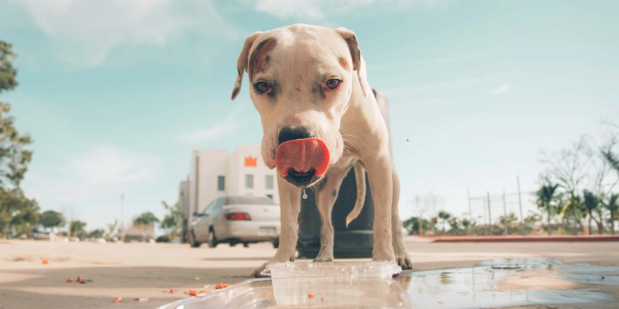 Can Dogs Get Hiccups?