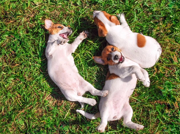 Can Dogs Get Sunburn?