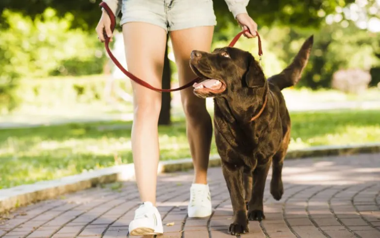 Can Dogs Get Too Much Exercise?